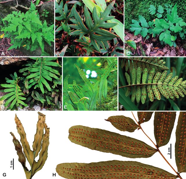 Image from article 5